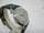 Montre MOVADO automatique